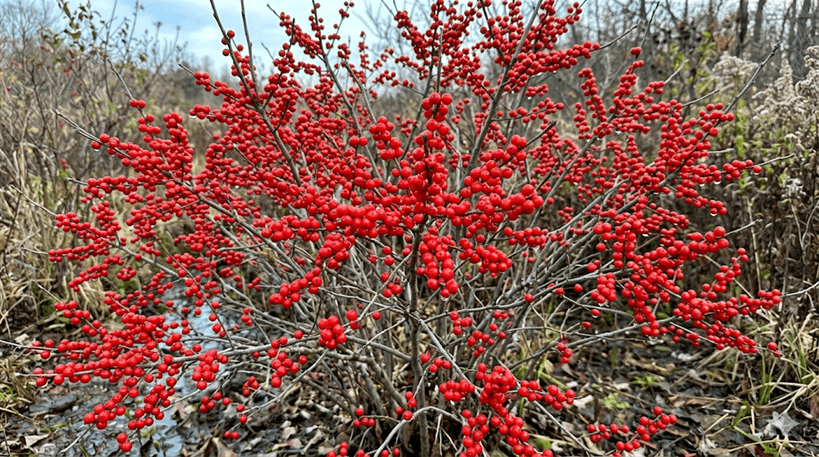 Winterberry Holly